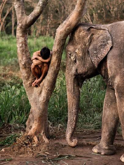 Steve McCurry "Ein Mahut mit seinem Elefanten in einem Schutzgebiet", Chiang Mai, Thailand 2010