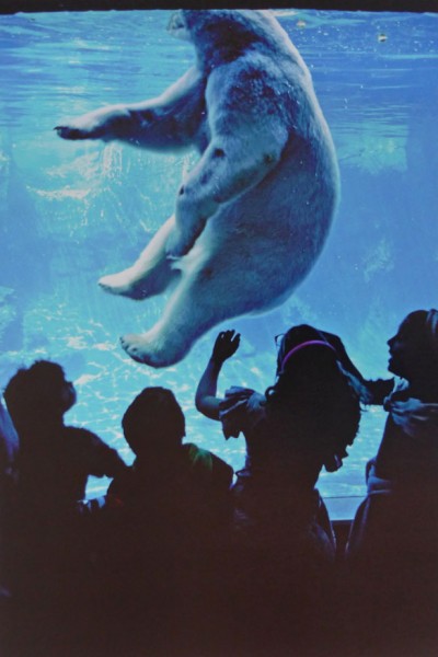 Thomas Hoepker "Zoo im Central Park", New York City, USA, 1992
