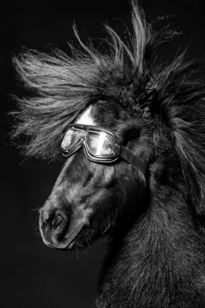 Emanuele Scorcelletti "Brushing 2, Penelope Equus", Vautoudan's Equestrian Farm, January 2017