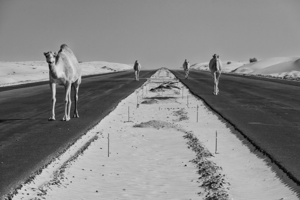 Torsten A. Hoffmann "Kamele auf der Autobahn, Vereinigten Arabische Emirate", 2008