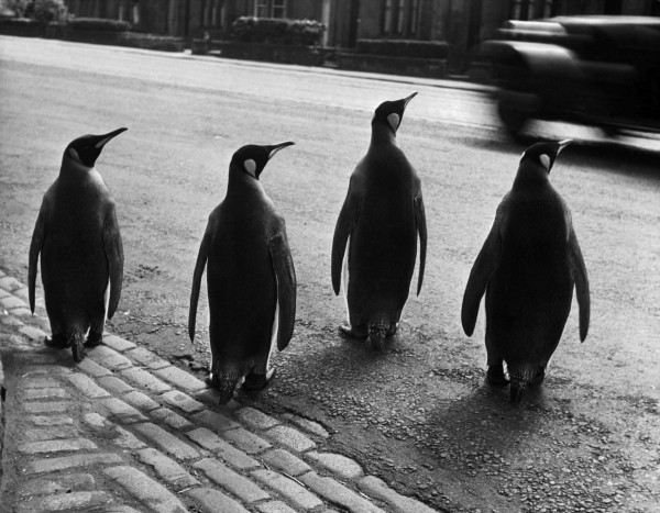 Werner Bischof "Pinguine aus dem Zoo auf ihrem wöchentlichen Spaziergang durch die Stadt", Edinburgh