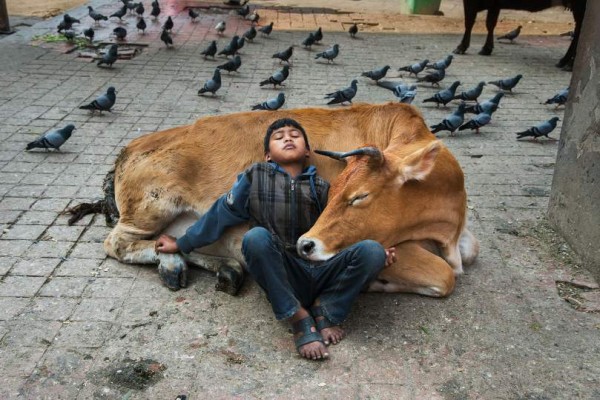 Steve McCurry "Junge lehnt sich an eine Kuh, das Nationaltier", Kathmandu, Nepal 2013