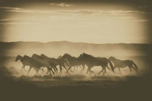 Manfred Baumann "Mustangs, Nevada", 2016