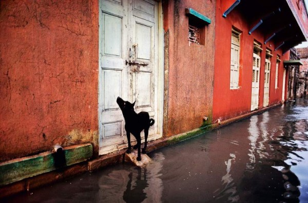 Steve McCurry "Hund im Monsun", Porbandar, Indien 1983
