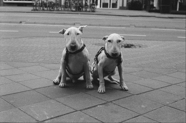 Craig Semetko "Amsterdam, 2 Dogs", 2002