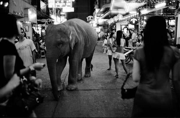 Craig Sometko "Elephant, Bangkok" ,2007