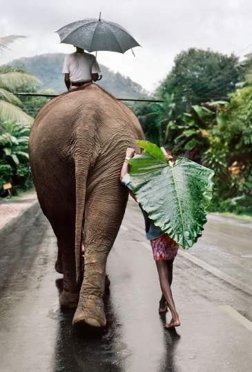 Steve McCurry "Ein großes Blatt als Behelfsschirm", Kandy, Sri Lanka 1995