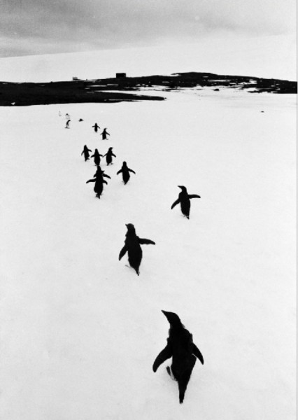 Thomas Hoepker "Pinguine fliehen vor Touristen", Antarktische Halbinsel, Argentinien, 1969