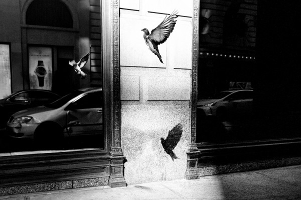 Alan Schaller "Pigeon served three ways, New York"