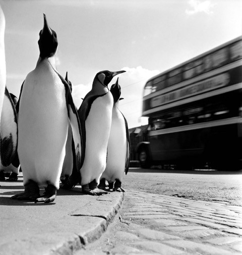 Werner Bischof "Pinguine aus dem Zoo auf ihrem wöchentlichen Spaziergang durch die Stadt", Edinburgh